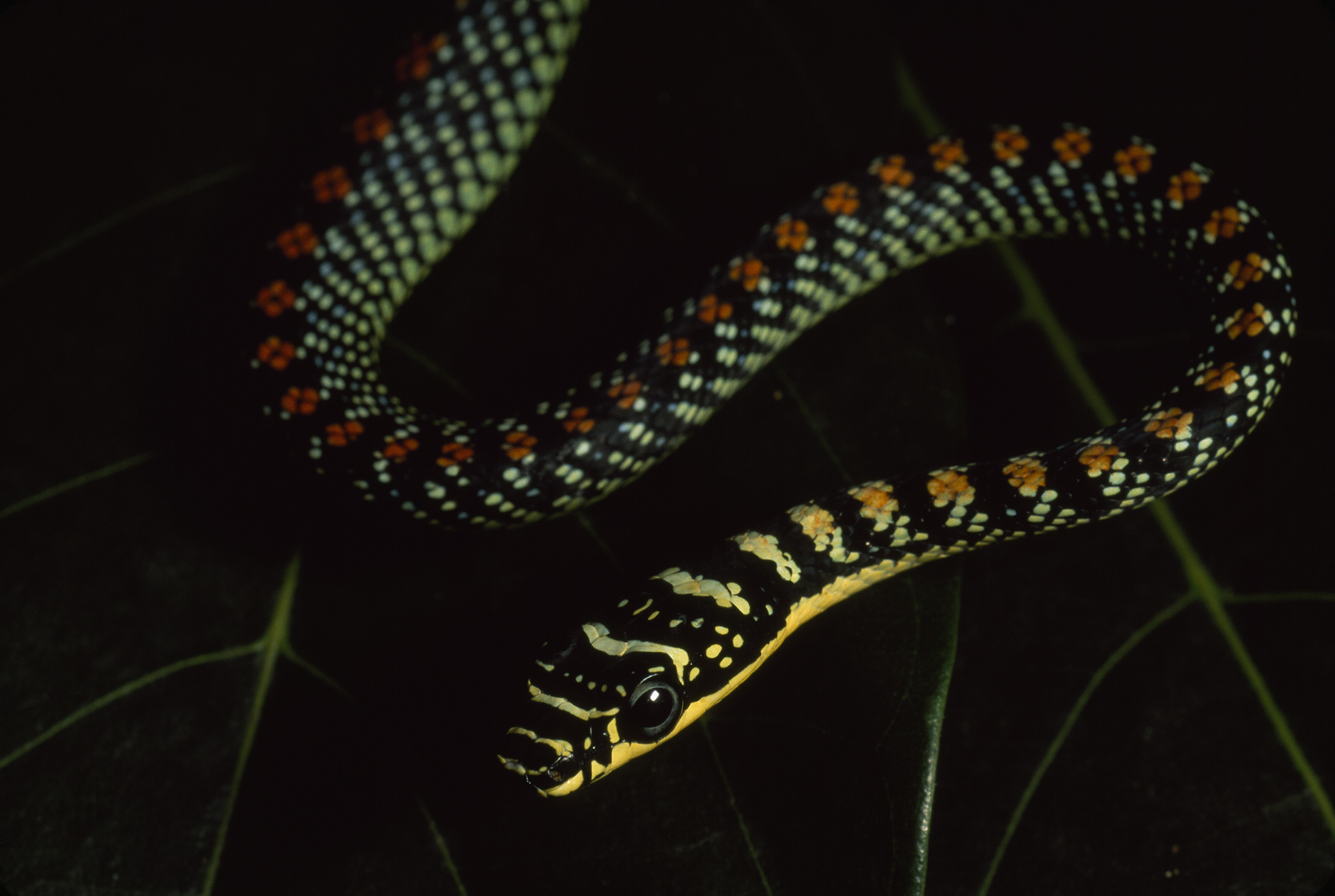 Змеи Тайланда. Flying Snake. National Geographic Snake. National Geographic Special Ultimate Viper 2007.